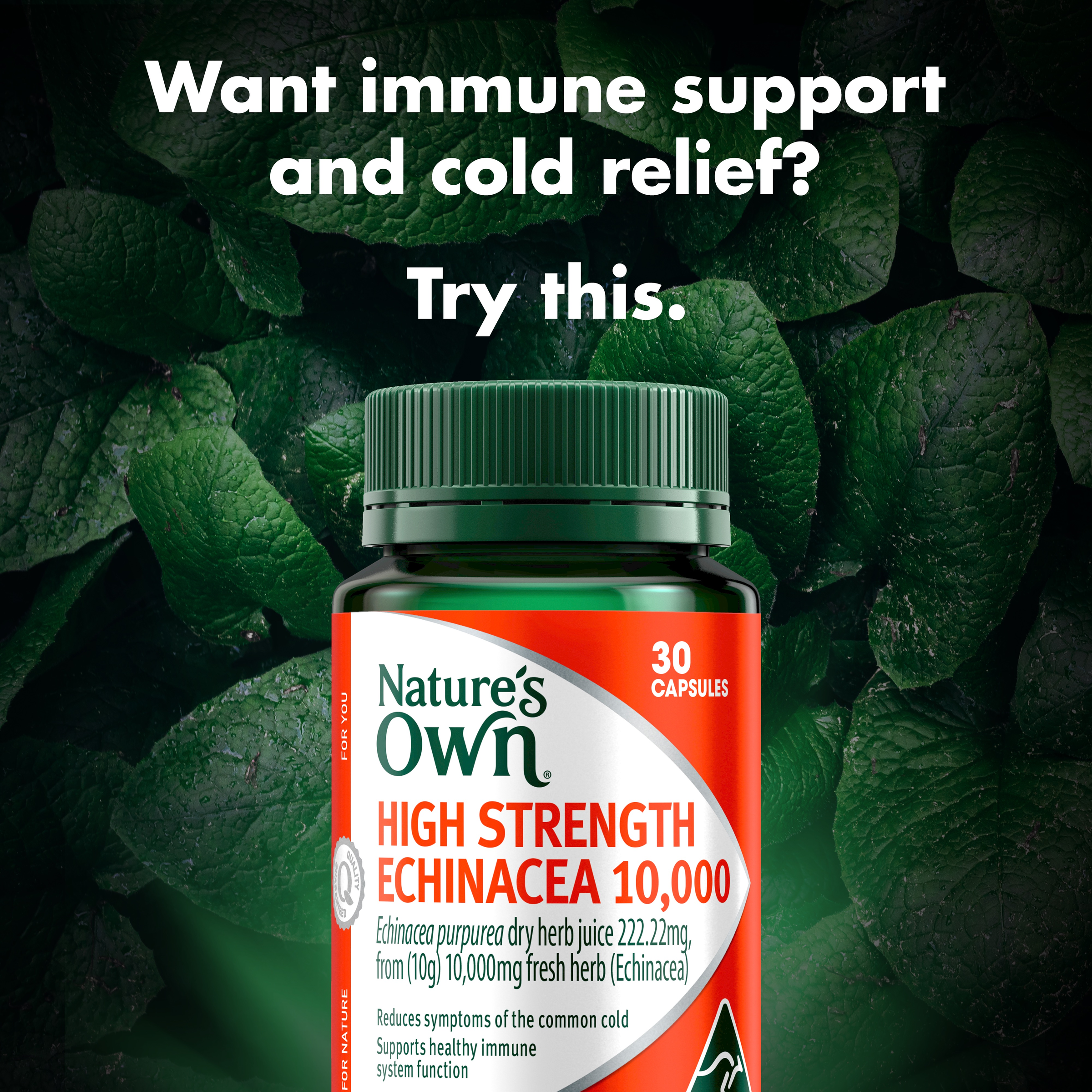NATURES OWN HIGH STRENGTH ECHINACEA 10000MG 30 CAPSULES - Image 3